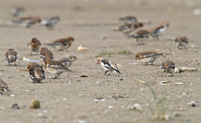 Snow Bunting