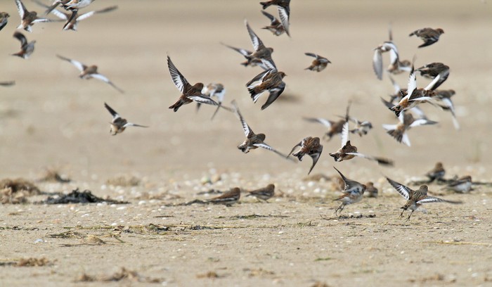 Snow Bunting