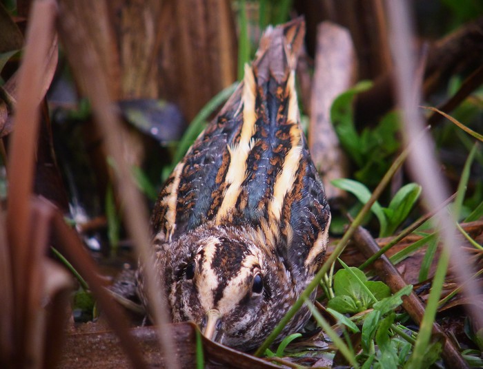 Jack Snipe