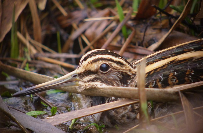 Jack Snipe