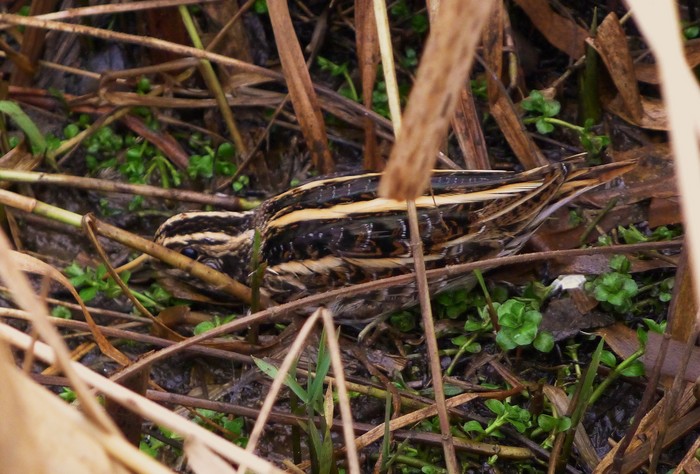 Jack Snipe