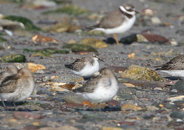 Semipalmated Sandpiper