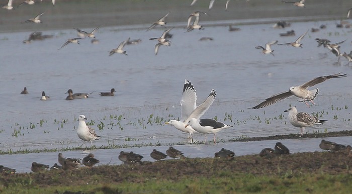 Caspian Gull