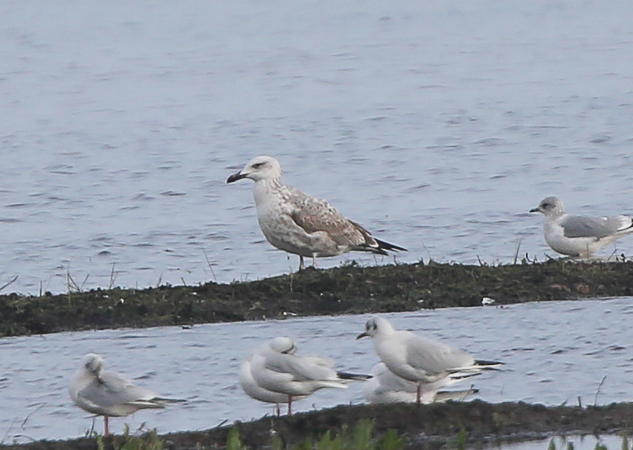 Caspian Gull