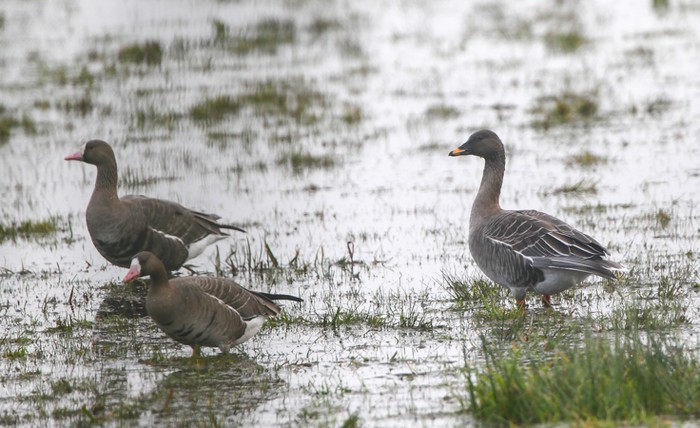 Tundra Bean Goose