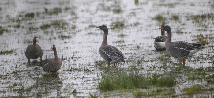 Tundra Bean Goose