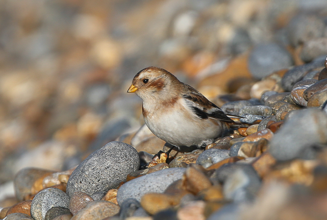 Snow Bunting