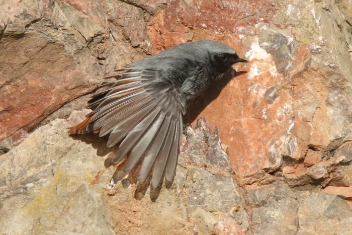 Black Redstart