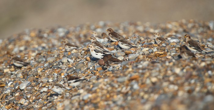 Snow Bunting
