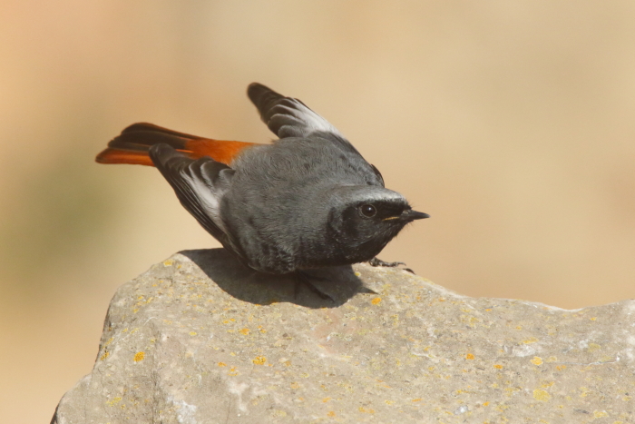 Black Redstart