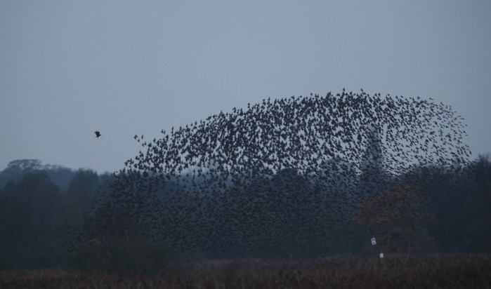 Starling