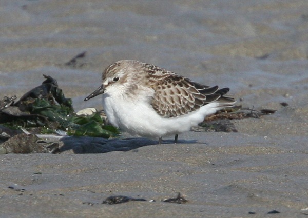 Semipalmated Sandpiper