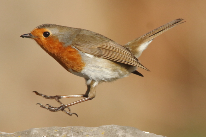 Robin