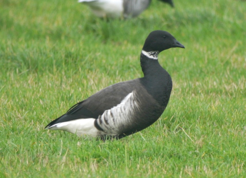 Black Brant