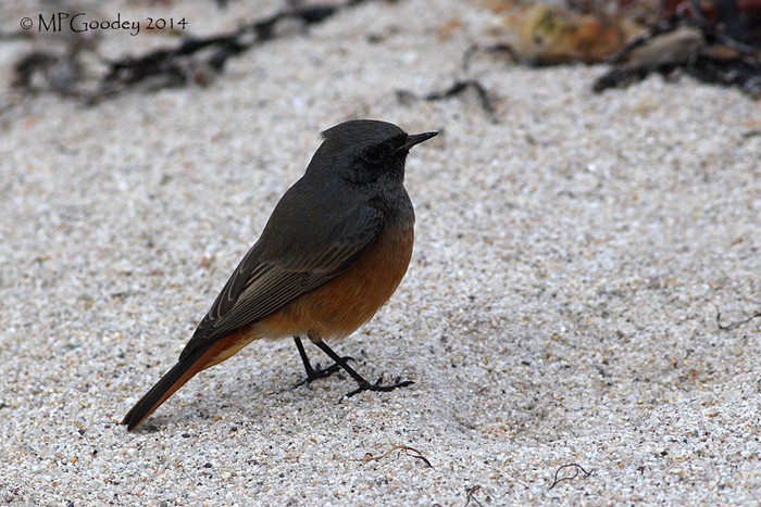 Eastern Black Redstart