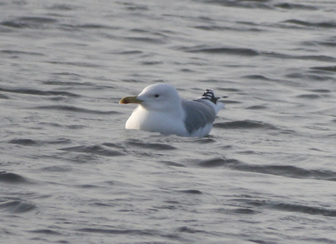 Caspian Gull