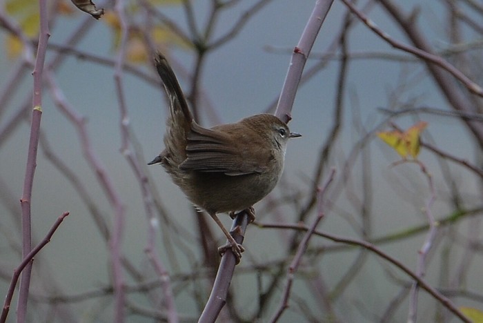 Cetti's Warbler