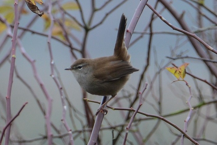 Cetti's Warbler