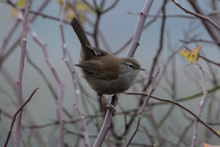 Cetti's Warbler