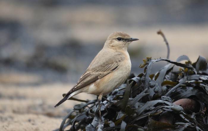 Isabelline Wheatear