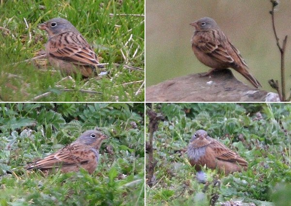 Cretzschmar's Bunting