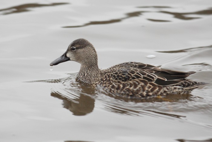 Blue-winged Teal