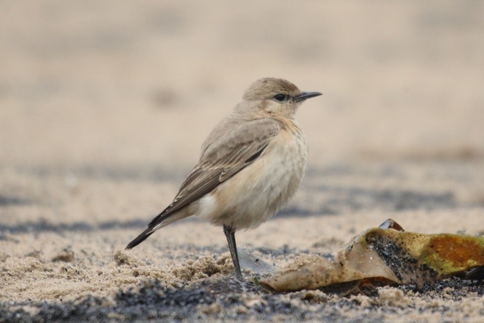 Isabelline Wheatear