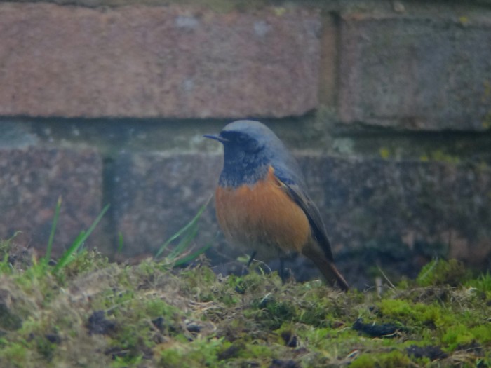 Eastern Black Redstart