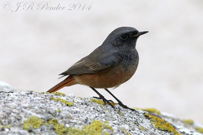 Eastern Black Redstart