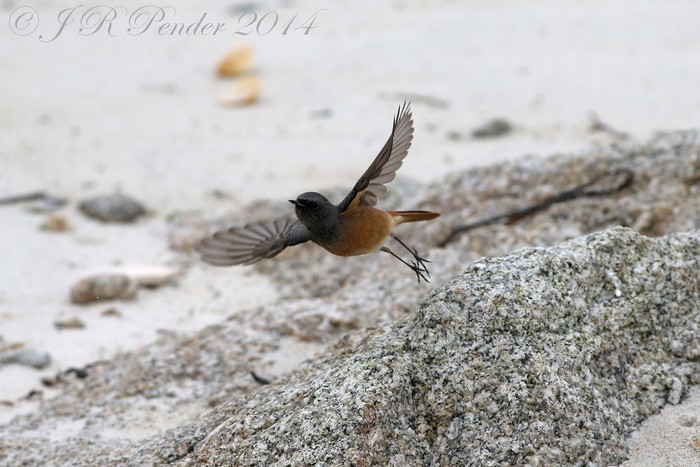 Eastern Black Redstart