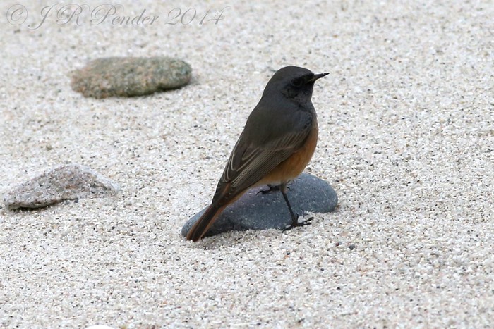 Eastern Black Redstart