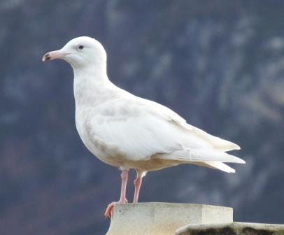 Glaucous Gull