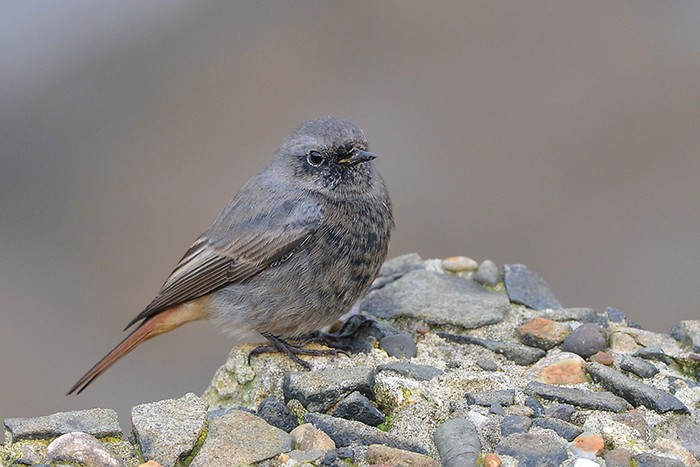 Black Redstart