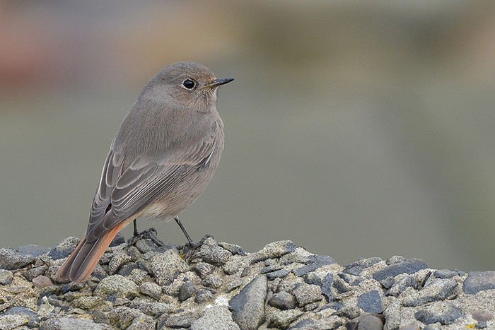 Black Redstart