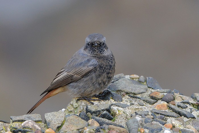 Black Redstart