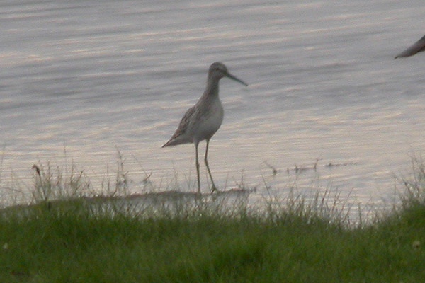 Stilt Sandpiper