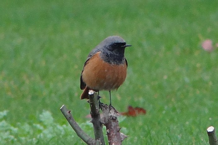 Eastern Black Redstart