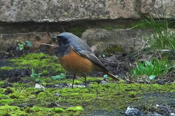 Eastern Black Redstart