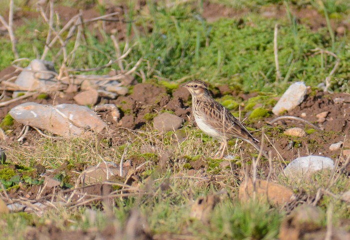 Woodlark
