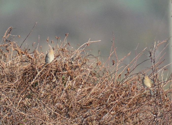 Common Rosefinch