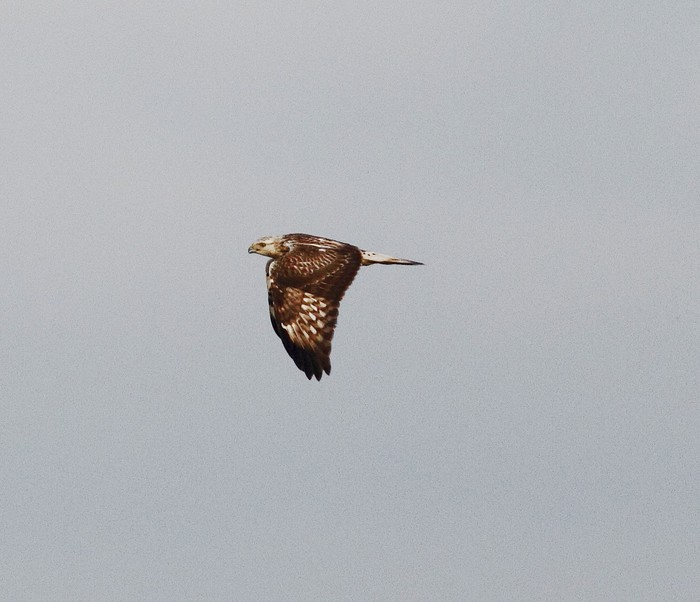 Rough-legged Buzzard