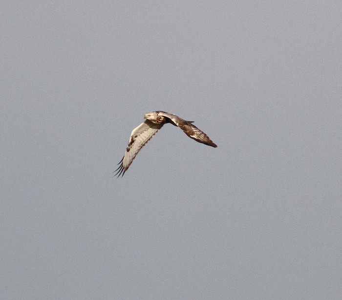 Rough-legged Buzzard