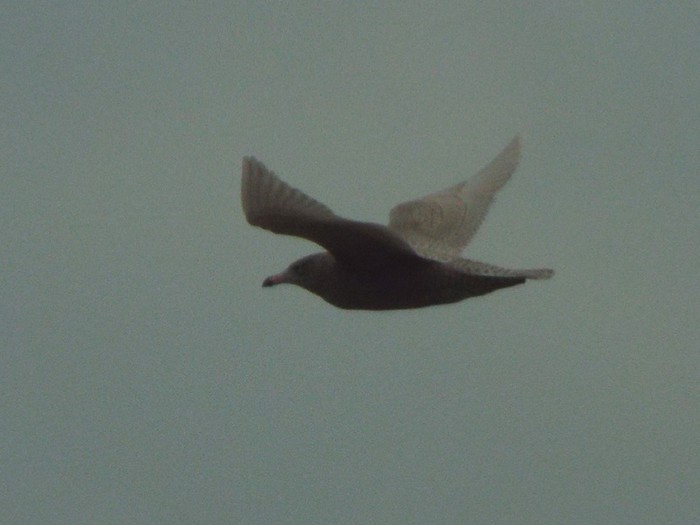 Glaucous Gull