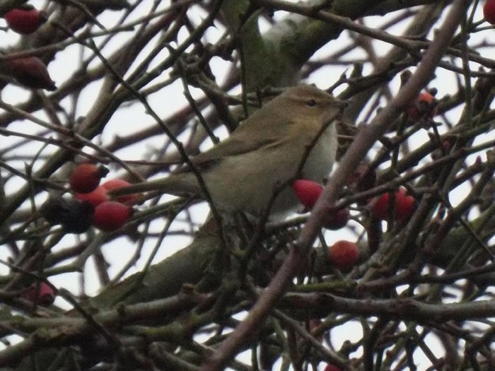 Siberian Chiffchaff