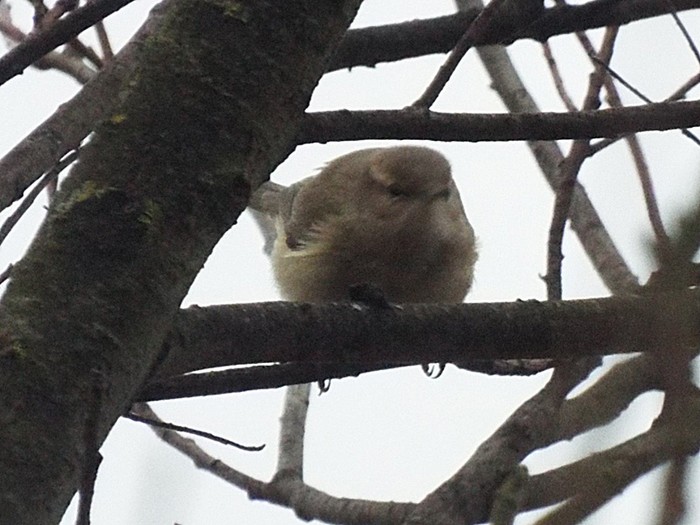 Siberian Chiffchaff