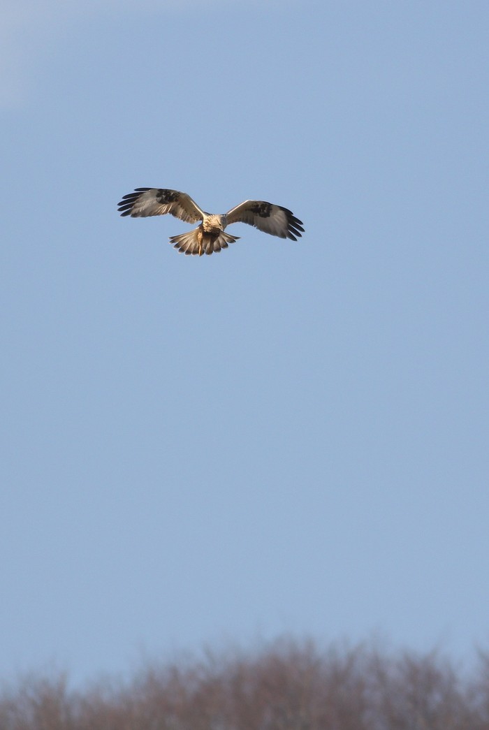 Rough-legged Buzzard