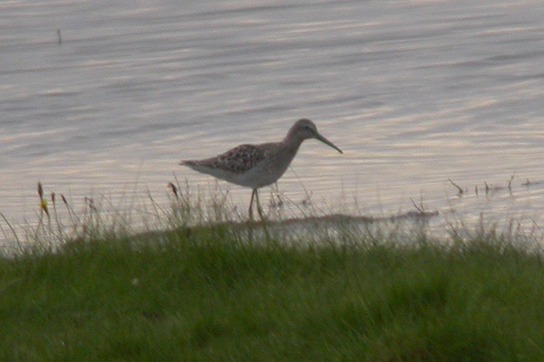 Stilt Sandpiper