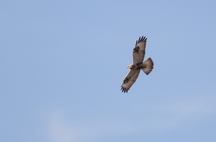 Rough-legged Buzzard