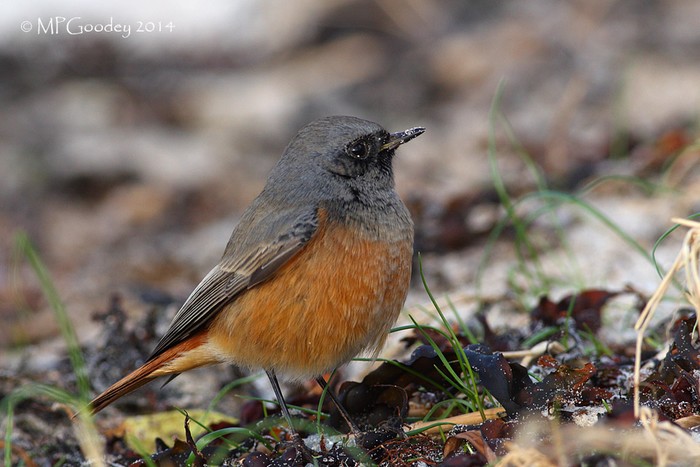 Eastern Black Redstart