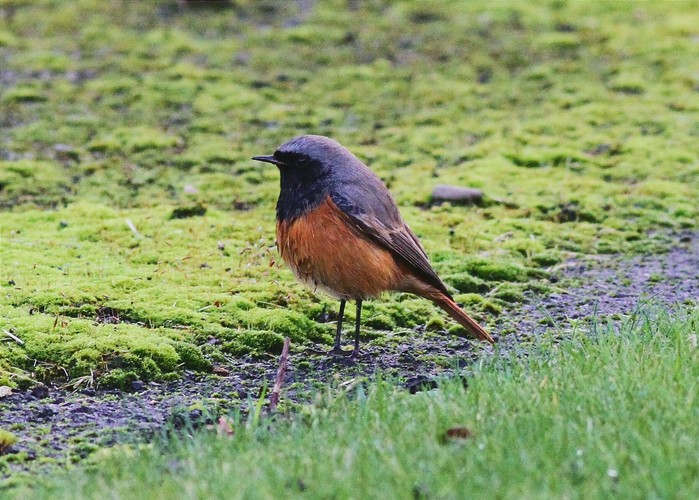 Eastern Black Redstart